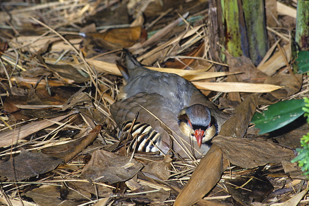 Rock Patridge at nest