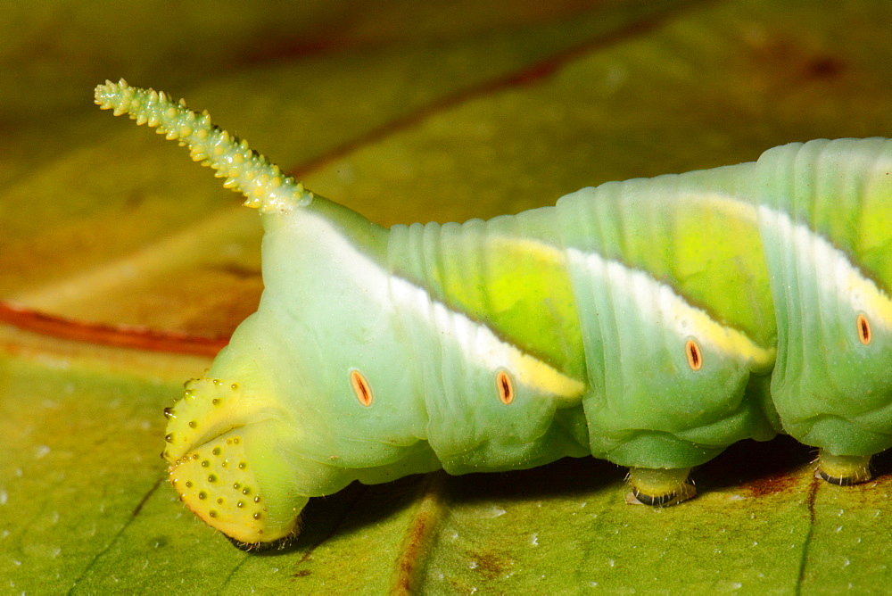 Tobacco Hornworm on leaf, New Caledonia