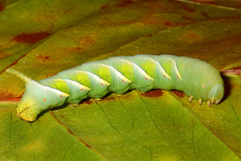 Tobacco Hornworm on leaf, New Caledonia