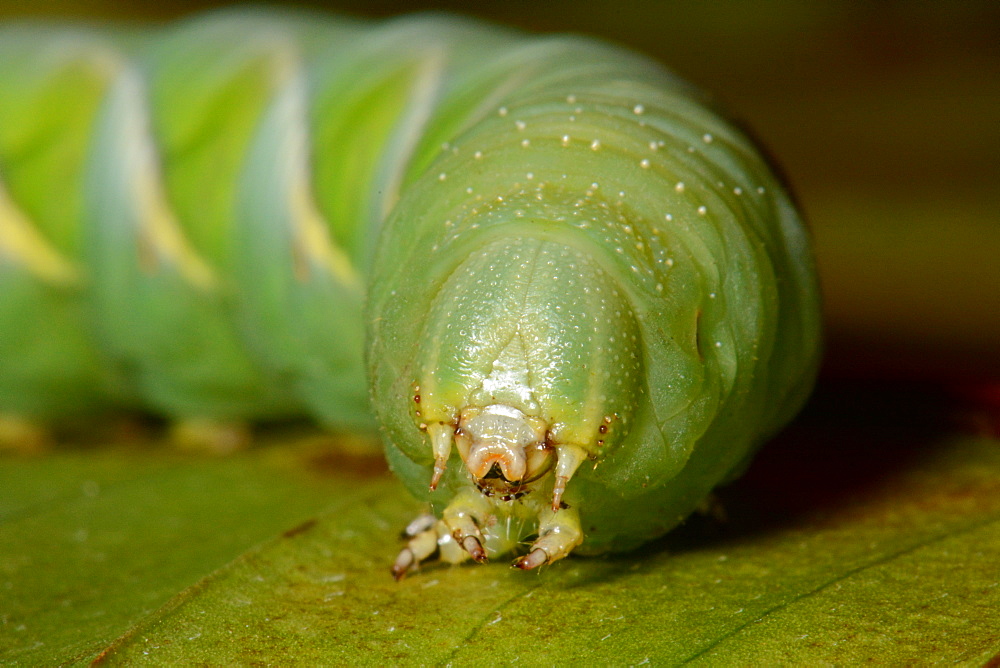 Tobacco Hornworm on leaf, New Caledonia