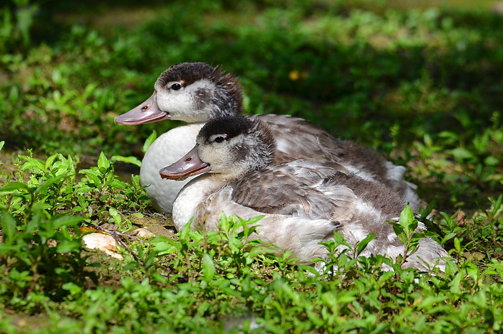 Young Shelducks at rest, France Parc des Oiseaux 