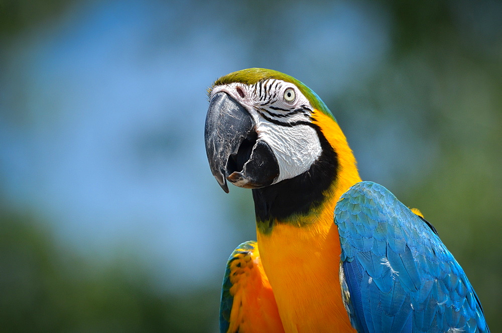 Blue-and-yellow Macaw, France Parc des Oiseaux 