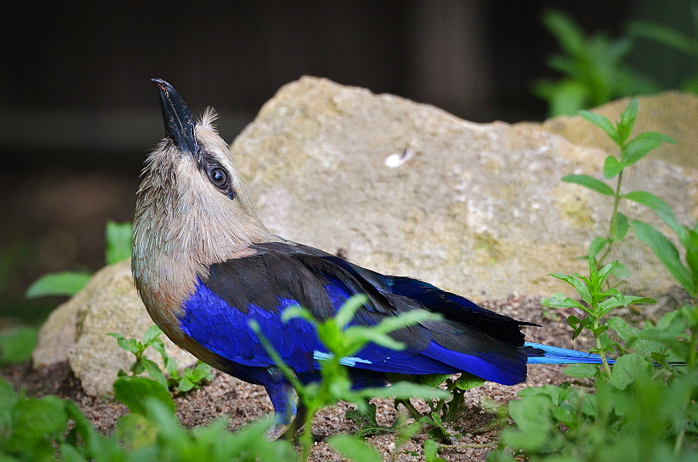 Blue-bellied Roller to the ground, France Parc des Oiseaux