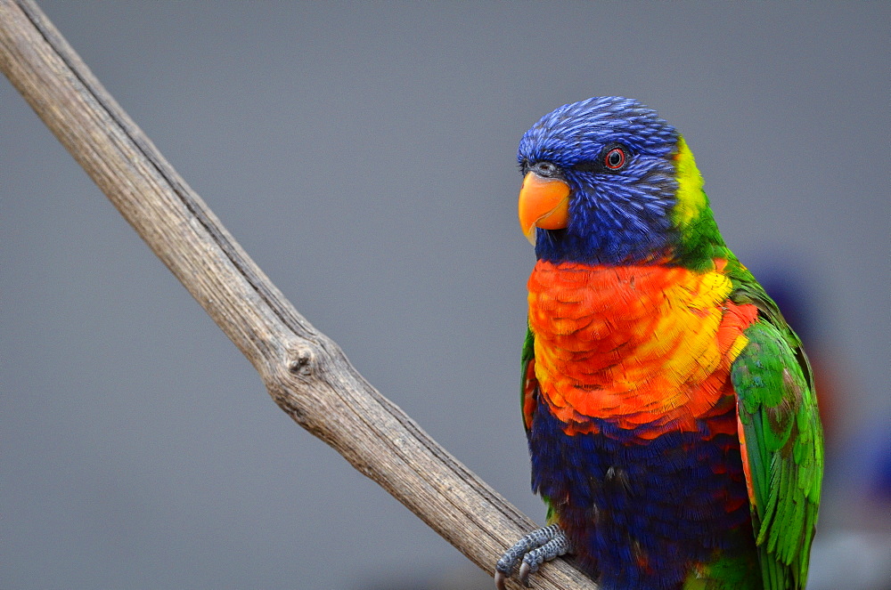 Rainbow  Lorikeet on a liane, France Parc des Oiseaux