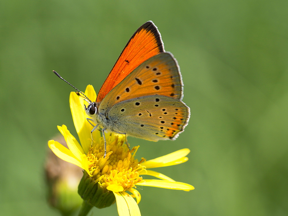 Purple-edged Copper on Groundsel, Franche-ComtÃ© France