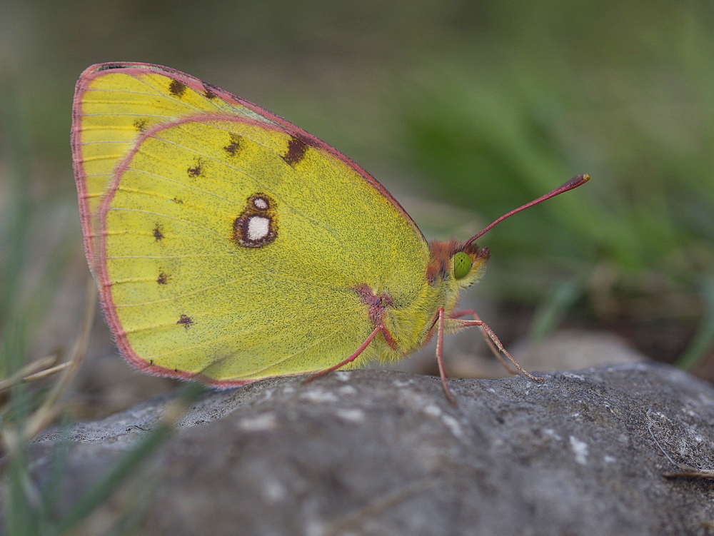 Clouded Yellow on rock, Franche-ComtÃ© France