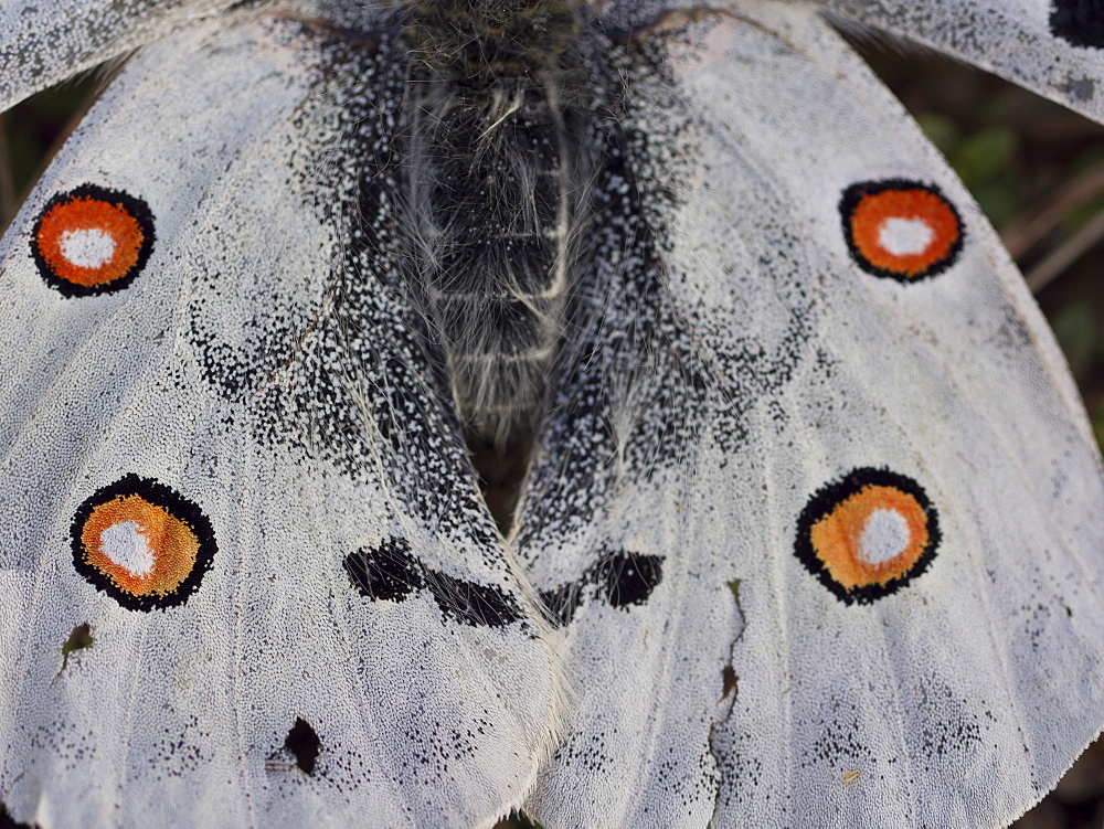 Posterior wings of Apollo, Franche-ComtÃ© France 