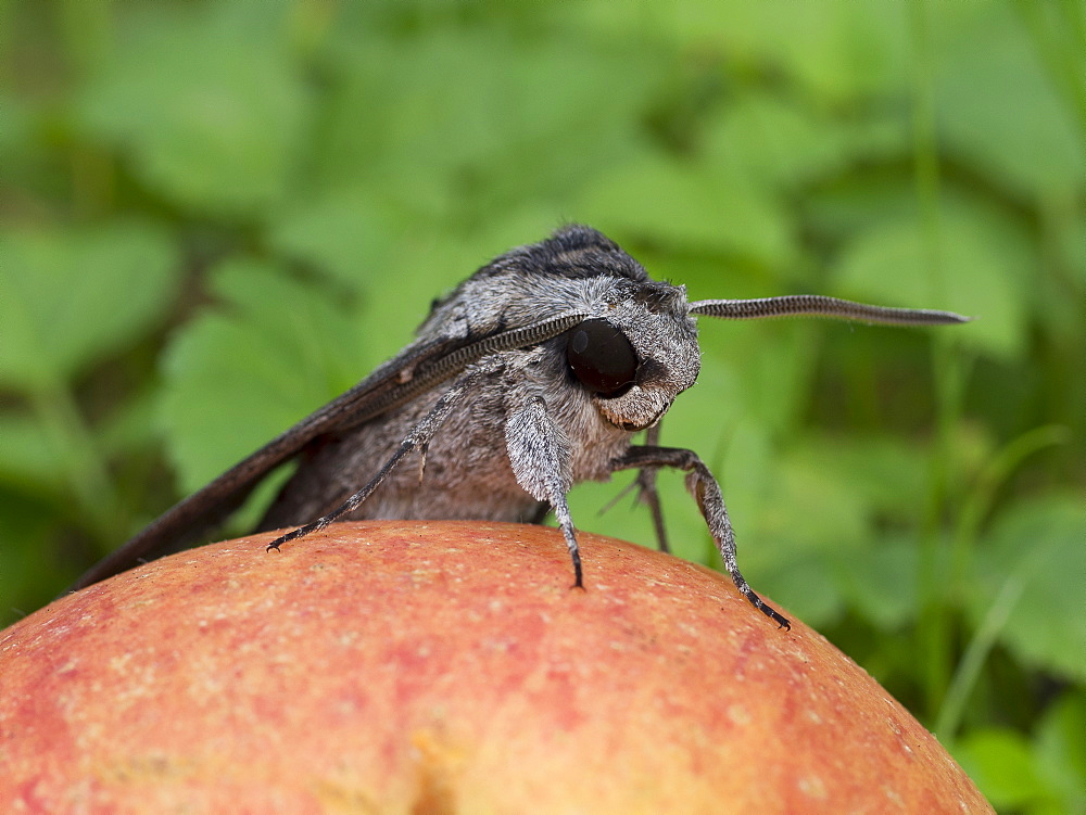 Convolvulus Hawk-moth on an apple, Franche-ComtÃ© France