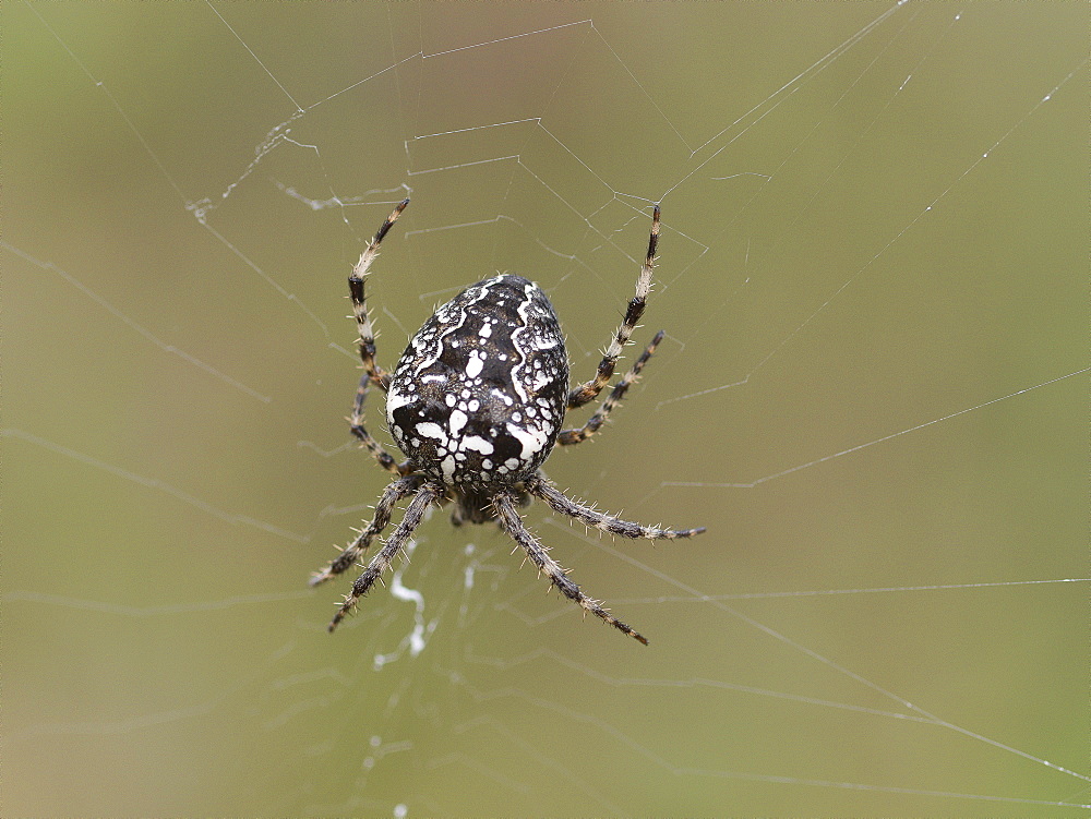 Cross Orbweaver on its web, Franche-ComtÃ©  France