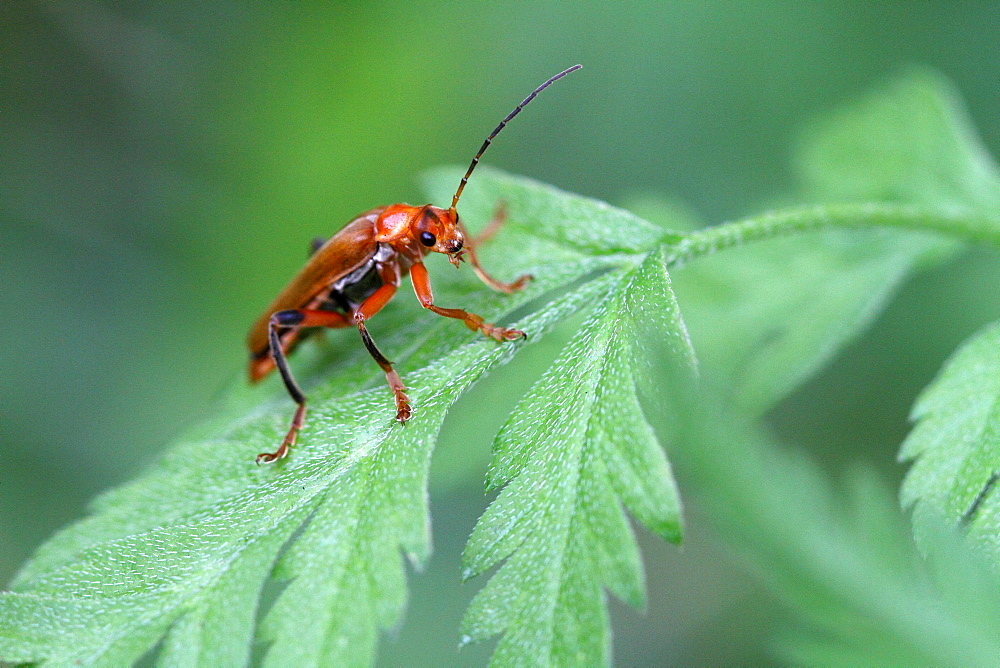 Common Red Soldier beetle on Torilis leaf, France