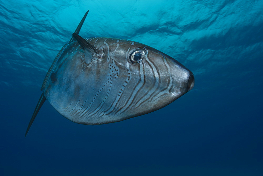 Slender sunfish under surface 