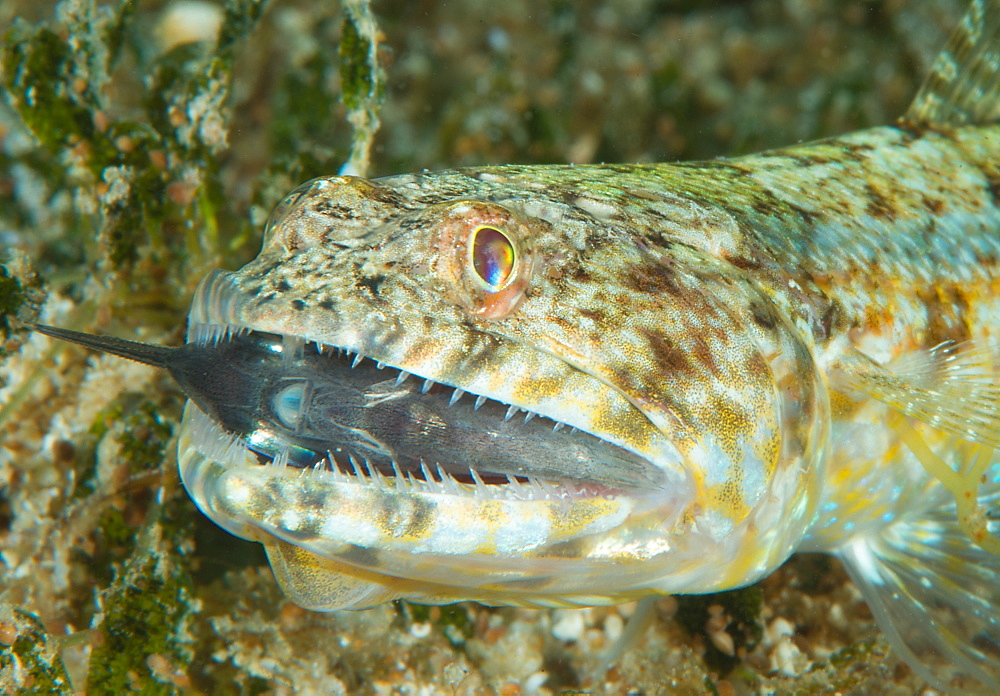 Lizard fish feeding fish on coral rock, Vava'u  Tonga