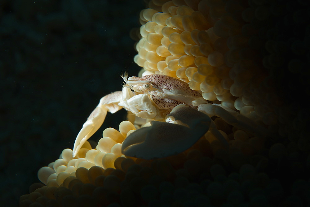 Porcelain crab in anemone, Haapai Tonga