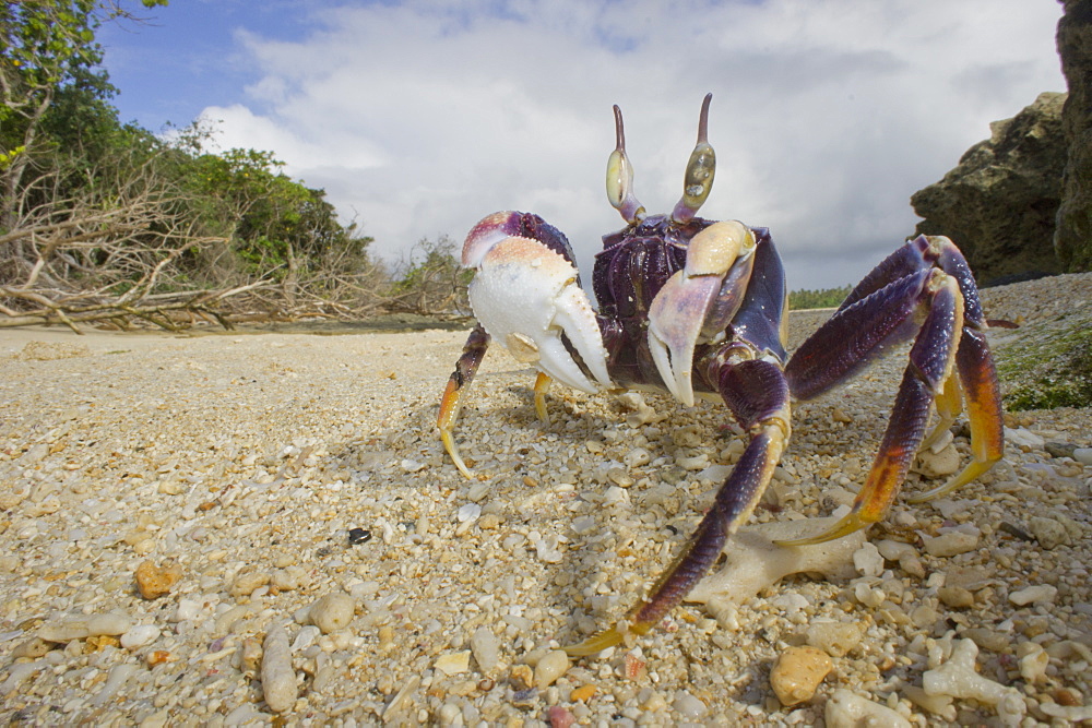 Ghost crab on beach,  Haapai Tonga