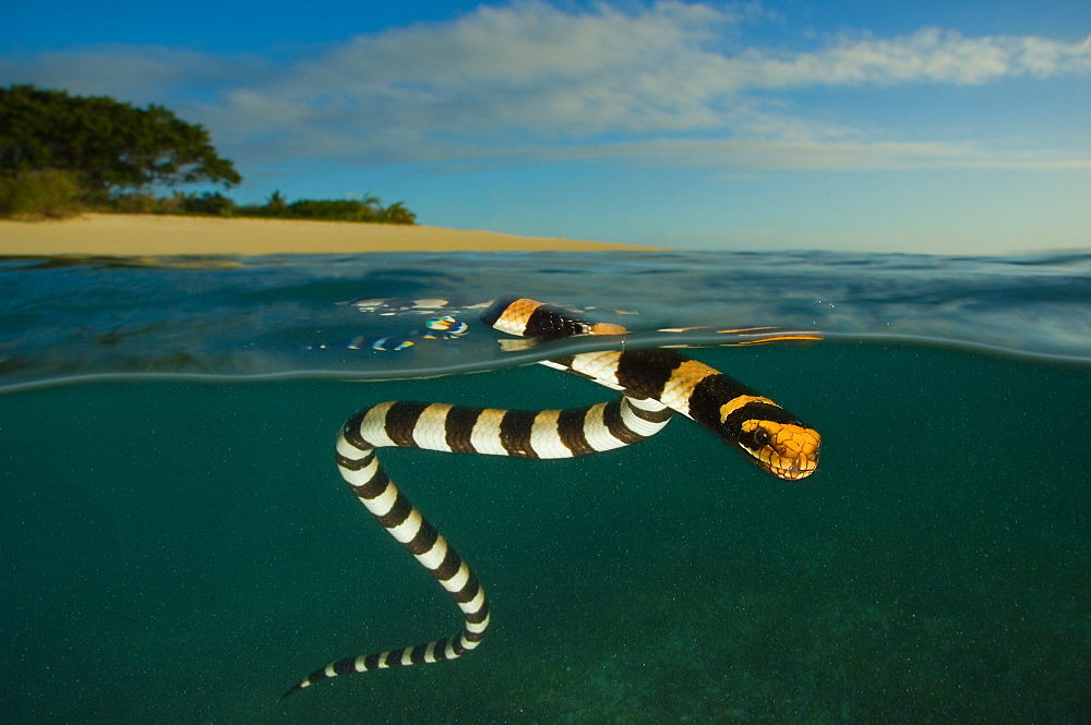 Banded sea krait on surface, AmÃ©dÃ©e islet New Caledonia