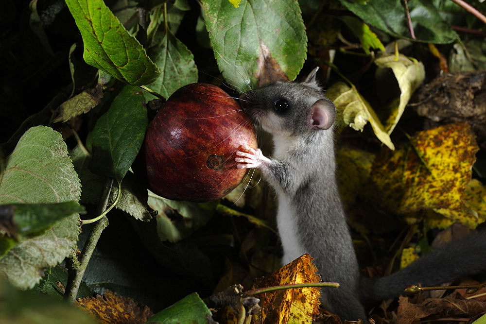 Fat Dormouse eating a fallen fruit in autumn, France 