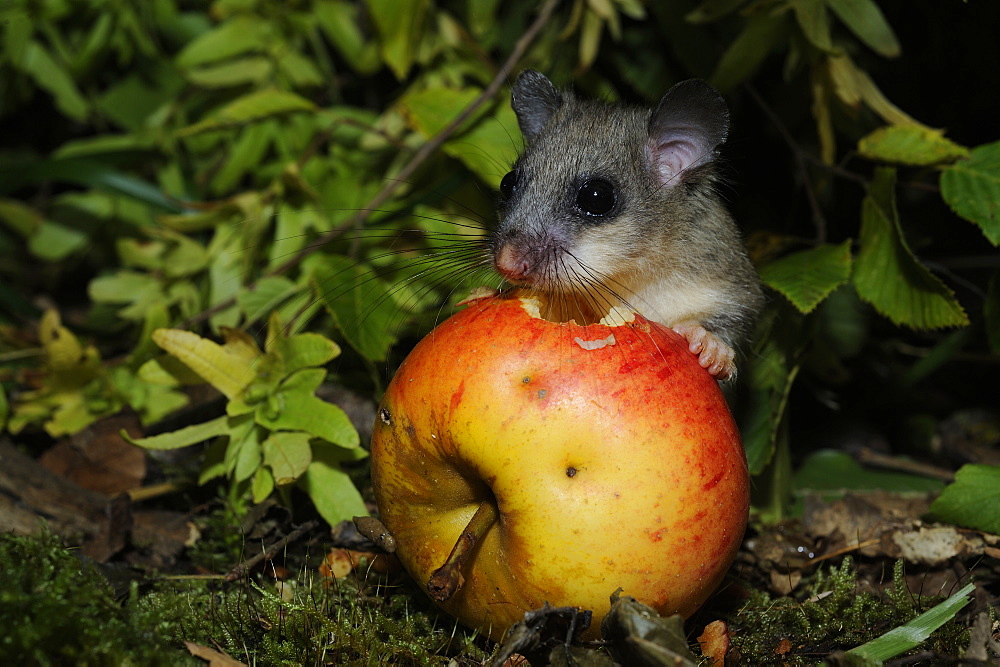 Fat Dormouse eating a fallen fruit in autumn, France 