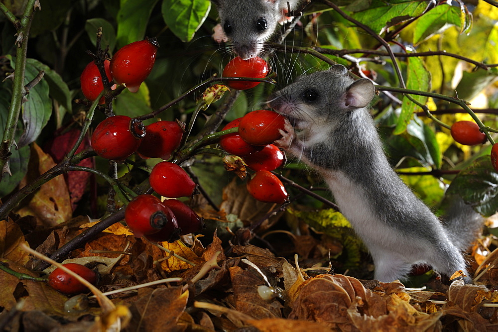 Fat dormice eating rosehips in the autumn, France