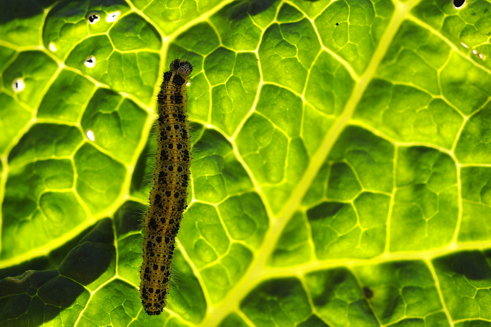 Caterpillars of Large White on leaf, Lorraine France