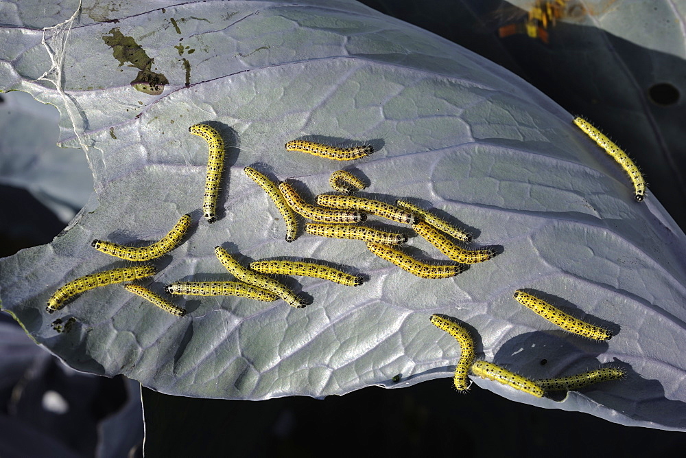 Caterpillars of Large White on leaf, Lorraine France