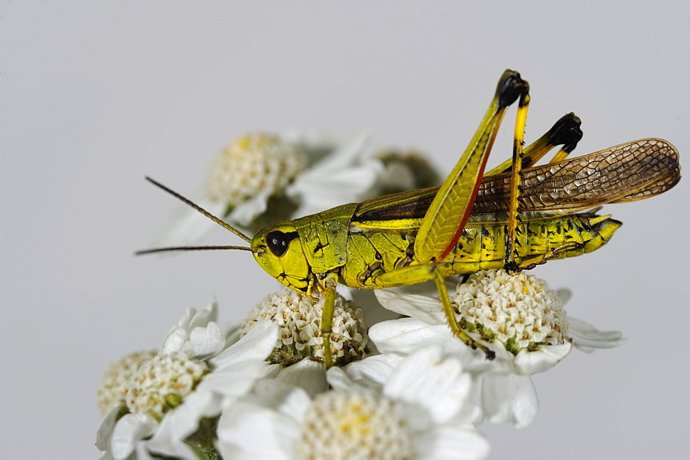 Tricolor cricket on flowers, Lorraine France 