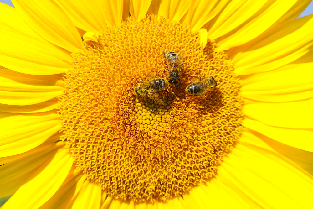 Honey bees on flower Sunflower, Lorraine France 