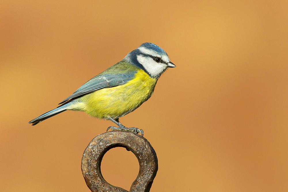 Blue Tit perched on a piece of steel in winter, GB