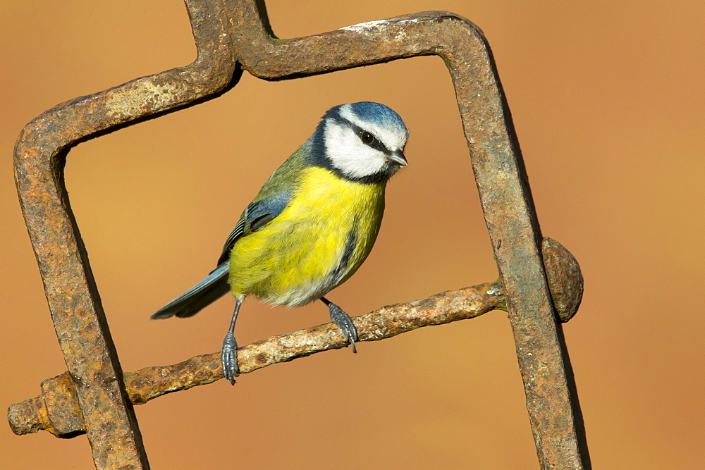 Blue Tit perched on a piece of steel in winter, GB