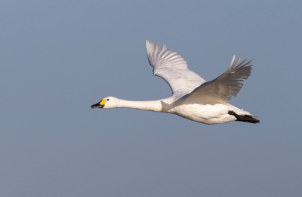 Bewick's swan in flight in winter, GB