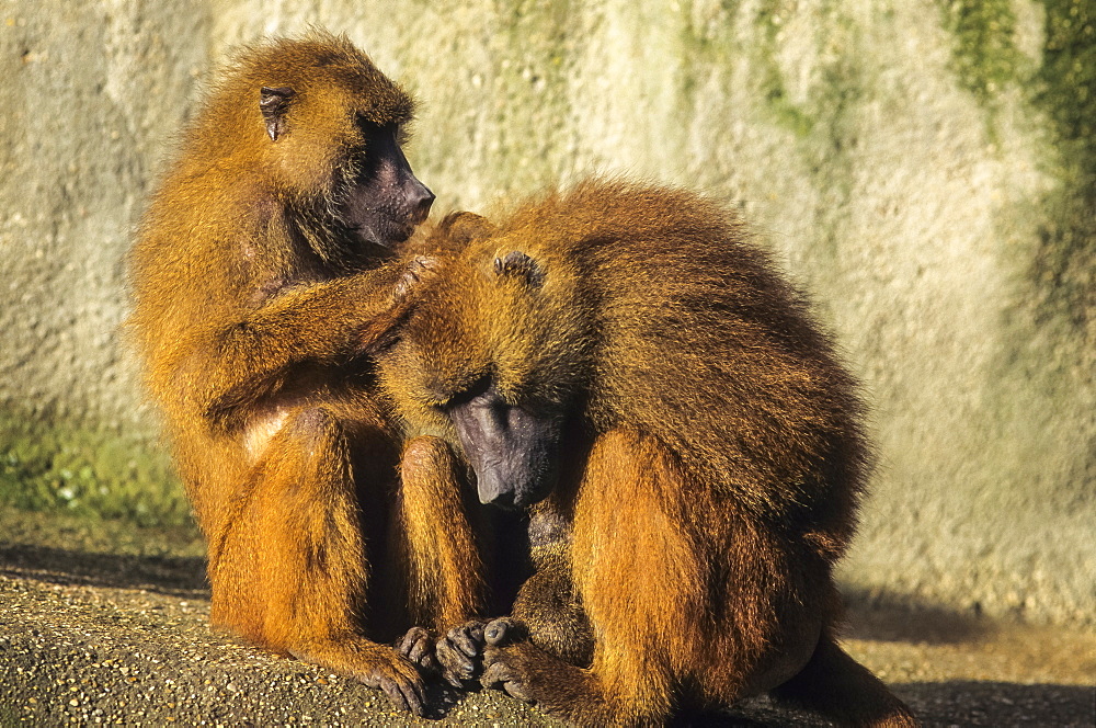 Guinea baboon grooming