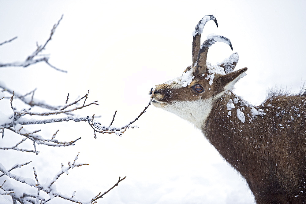 Chamois eating in deep snow, Jura Vaud Switzerland