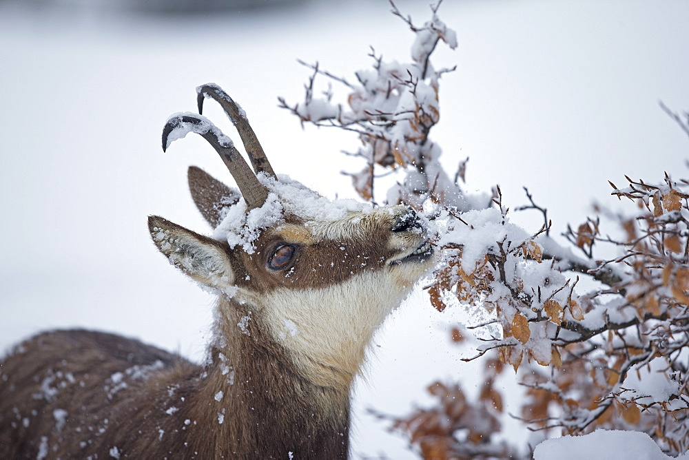 Chamois eating in deep snow, Jura Vaud Switzerland