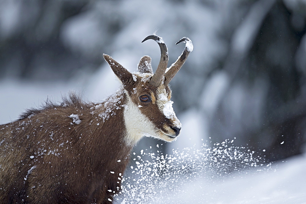 Chamois in deep snow, Jura Vaud Switzerland