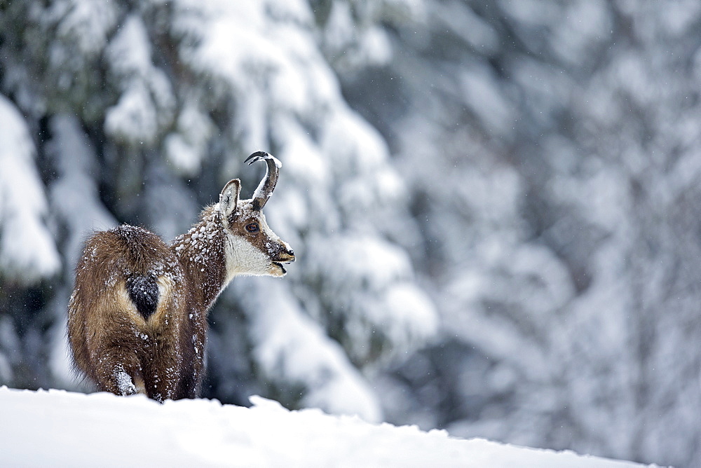 Chamois in deep snow, Jura Vaud Switzerland