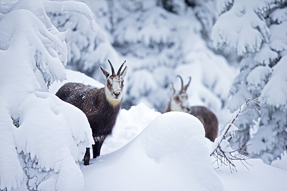 Chamois in deep snow, Jura Vaud Switzerland