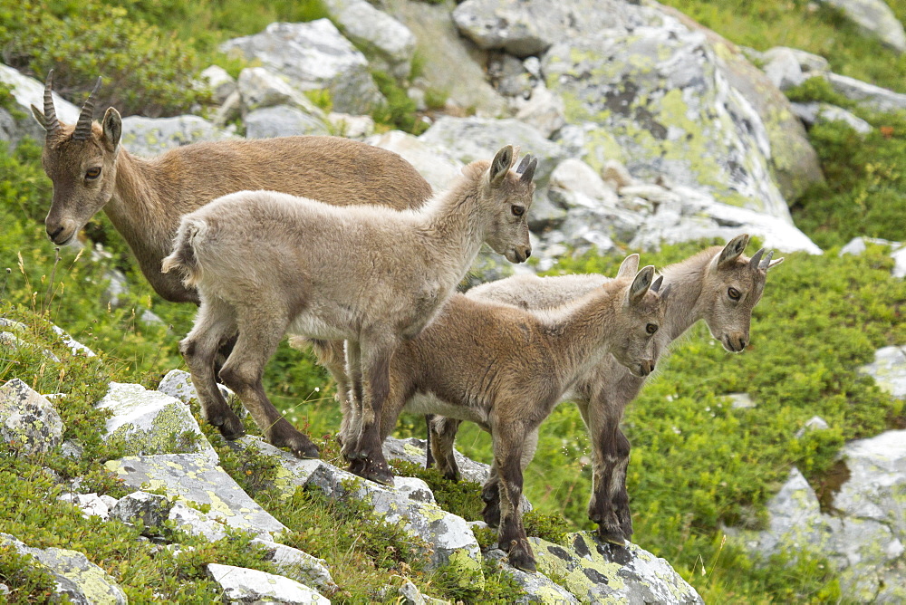 Female and young ibex on rock, Vanoise Alps France 