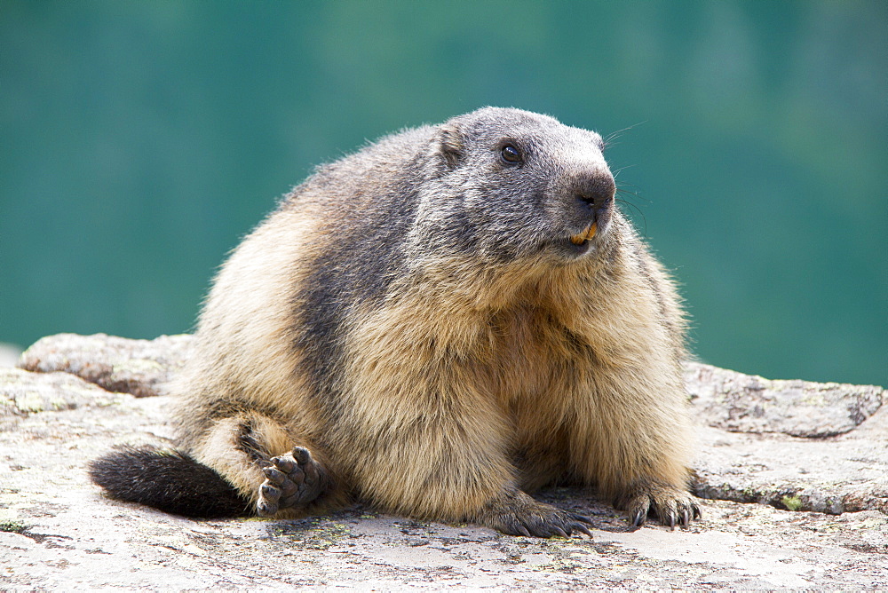 Alpine Marmot on rock, Ecrins NP Alps France