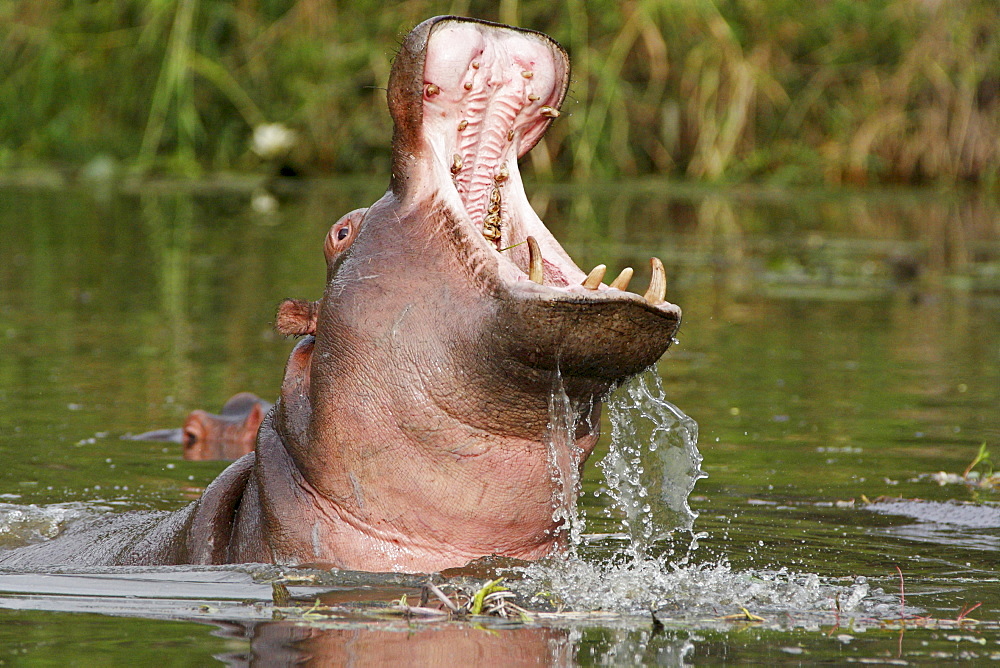 Yawning hippo in the water, Kruger RSA 