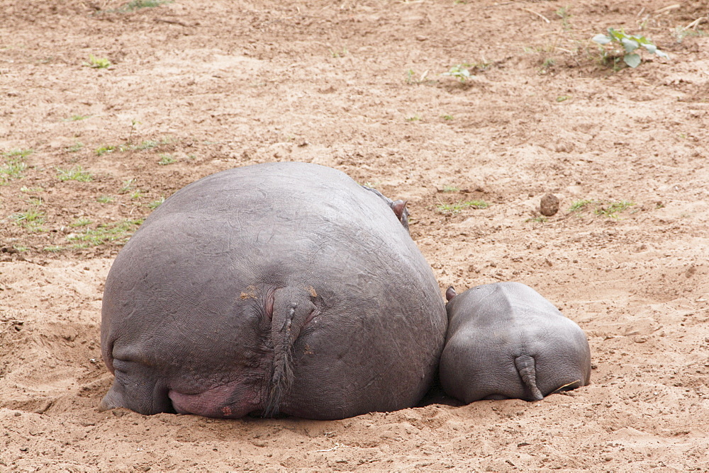 Female and young hippo lying on the bank, Kruger 