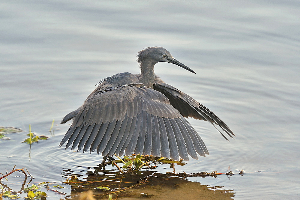 Black Heron fishing in posture, Botswana 