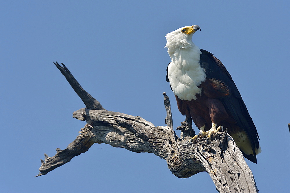 African Fish-eagle on a branch, Botswana