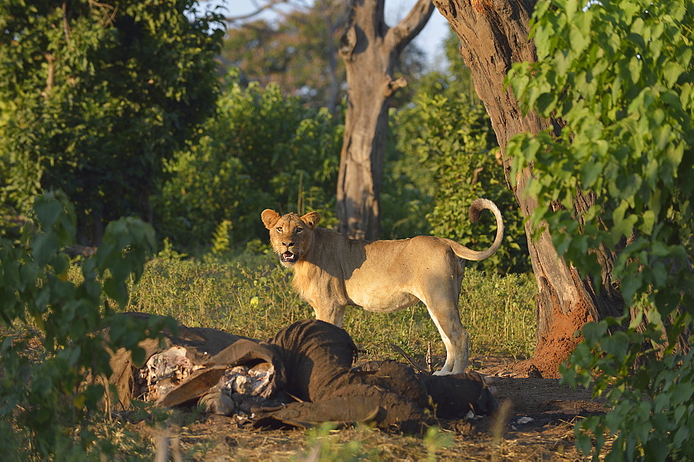 Lioness and carcass African Elephant, Botswana 