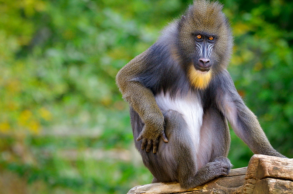 Young male Mandrill, Monkey Valley France 