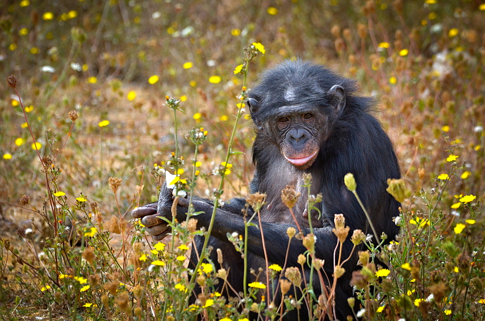 Bonobo eating fruit, Monkey Valley France