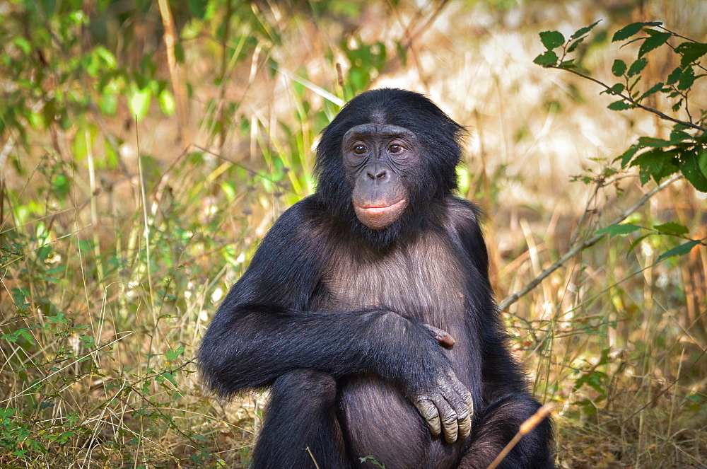 Young Bonobo sitting, Monkey Valley France 