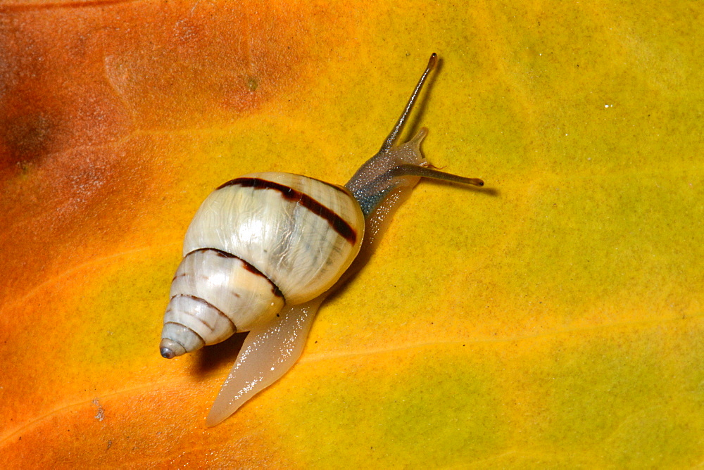 Snail on a leaf, Isle of Pines New Caledonia