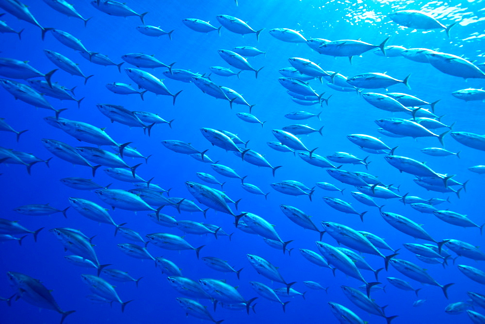 School of juveniles bluefin tuna, Azores Atlantic Ocean 