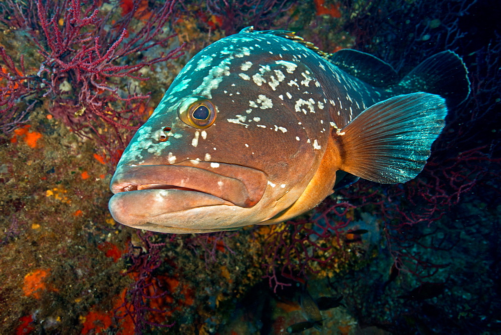Dusky grouper on reef, Corse France 