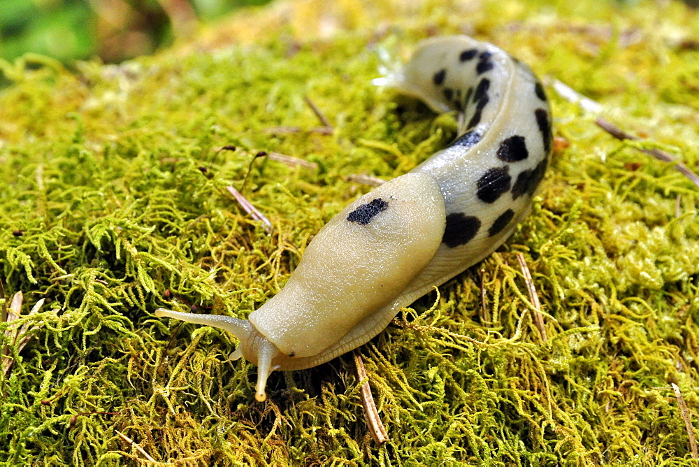 Banana slug on moss, Olympic NP USA 