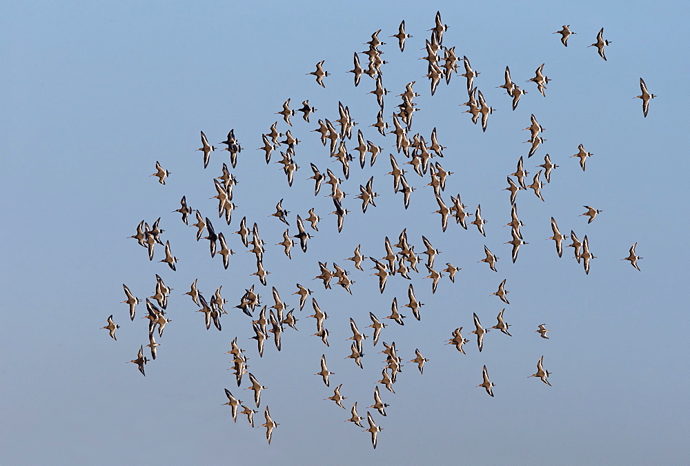 Flock of Balck-tailed Godwits in flight in winter, GB